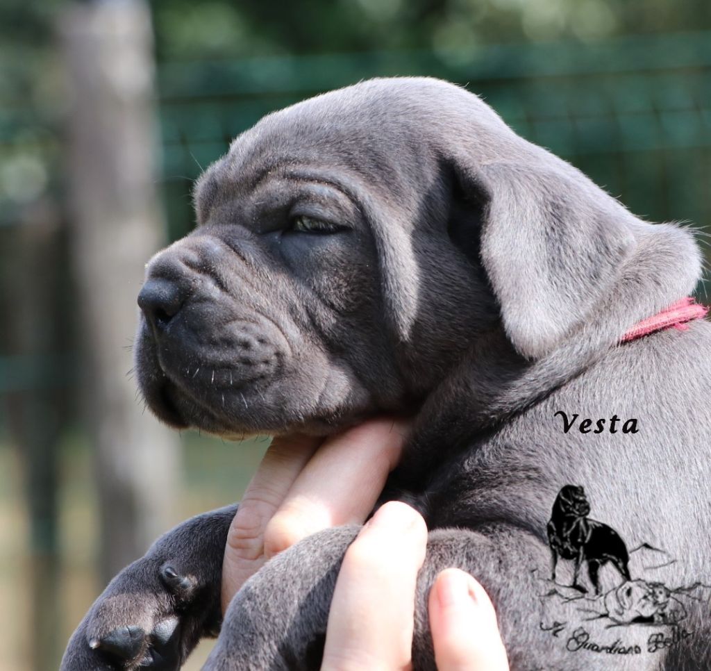 chiot Cane Corso Il Guardiano Bella