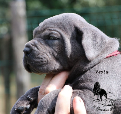 Il Guardiano Bella - Cane Corso - Portée née le 29/07/2024