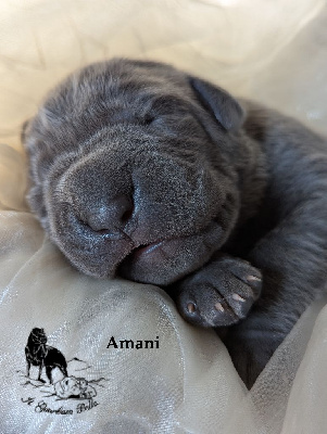 Amani Il guardiano bella