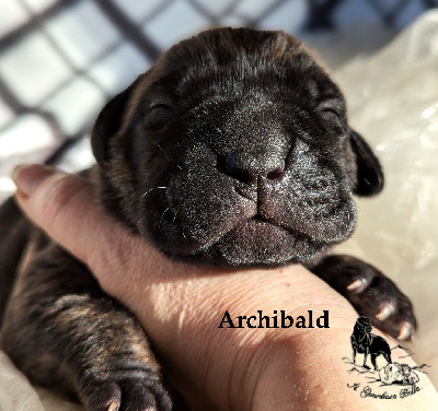 ARCHIBALD Il Guardiano bella