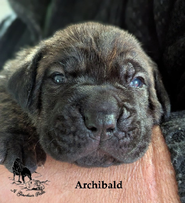 ARCHIBALD Il Guardiano bella