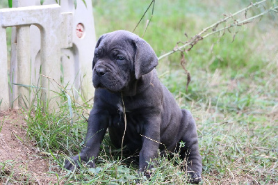 VINCIA il guardiano bella