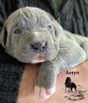 AERYN Il Guardiano Bella