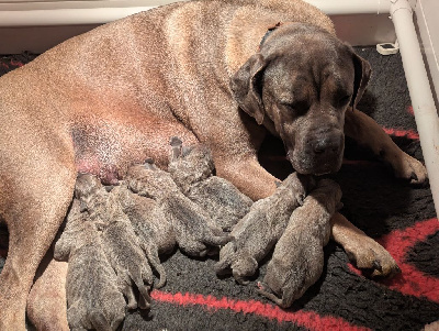 Il Guardiano Bella - Cane Corso - Portée née le 25/01/2025