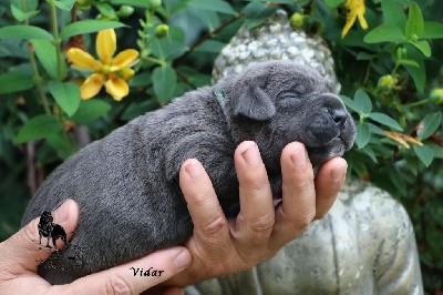 VIDAR il guardiano bella