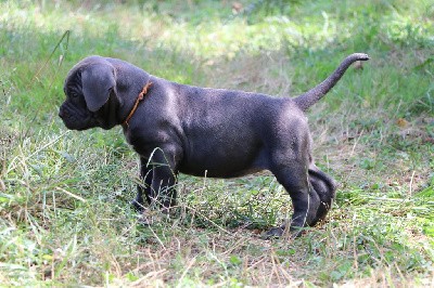 VINCIA il guardiano bella