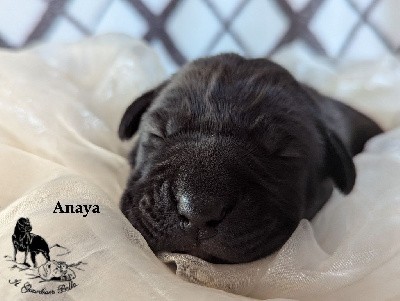 Anaya Il Guardiano bella