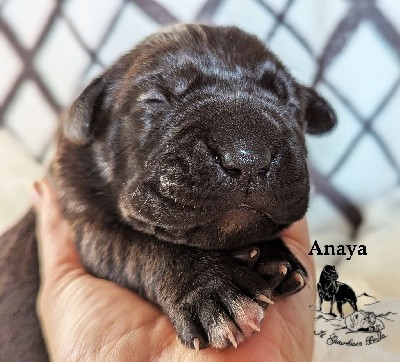 Anaya Il Guardiano bella