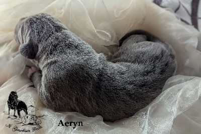 AERYN Il Guardiano Bella