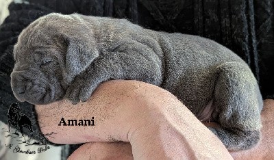 Amani Il guardiano bella