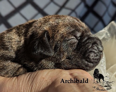 ARCHIBALD Il Guardiano bella