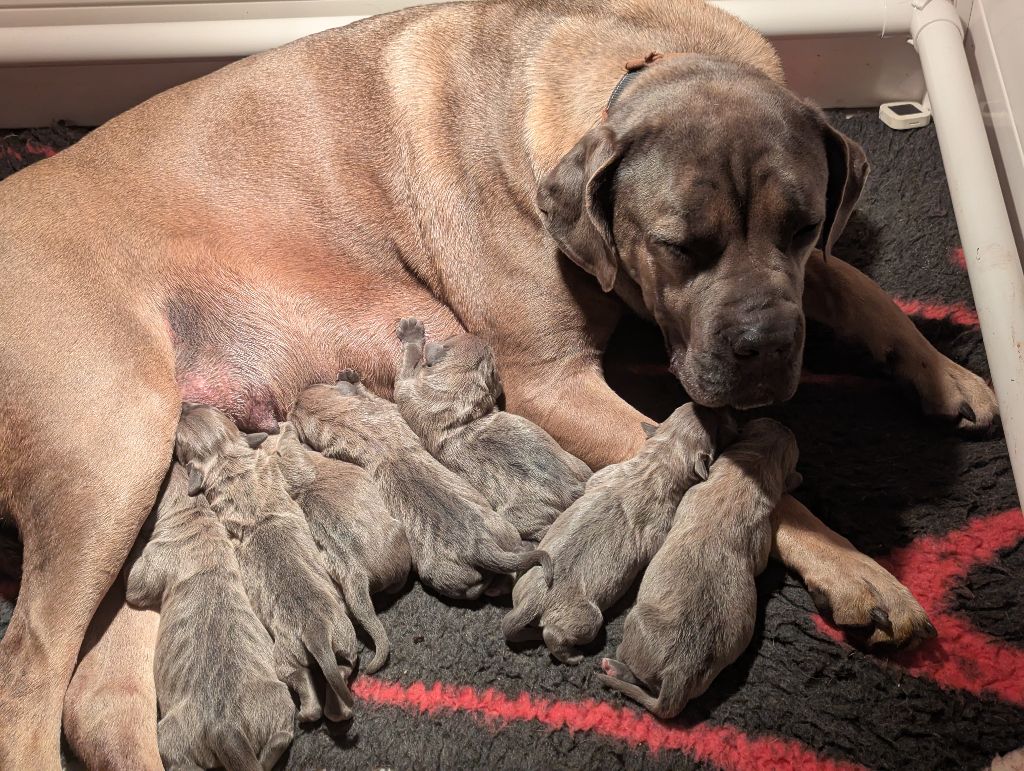 chiot Cane Corso Il Guardiano Bella