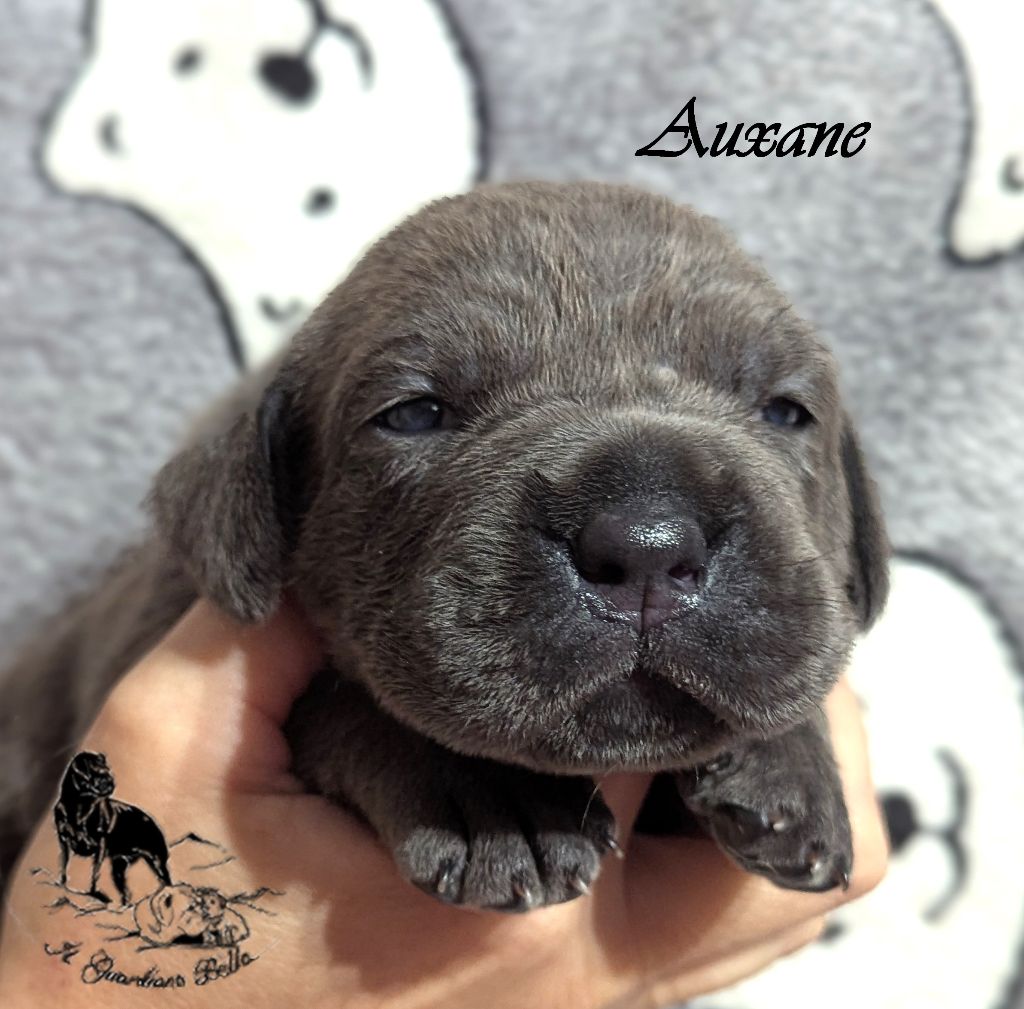 Il Guardiano Bella - Chiots disponibles - Cane Corso