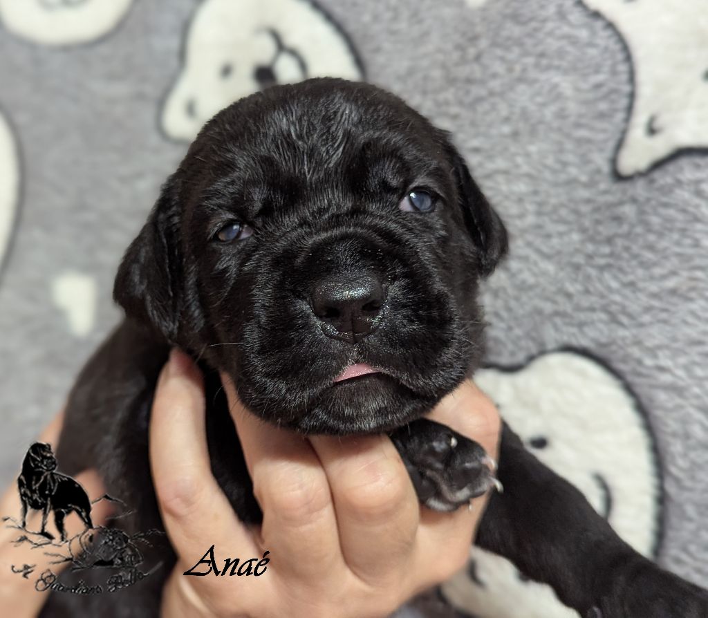 Il Guardiano Bella - Chiots disponibles - Cane Corso