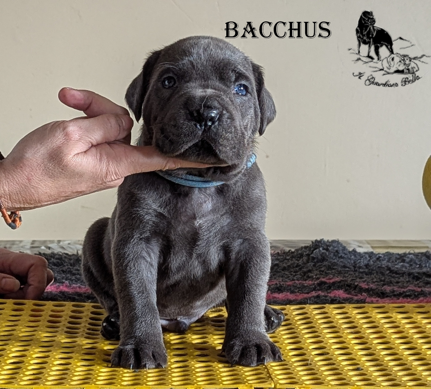 Il Guardiano Bella - Chiots disponibles - Cane Corso