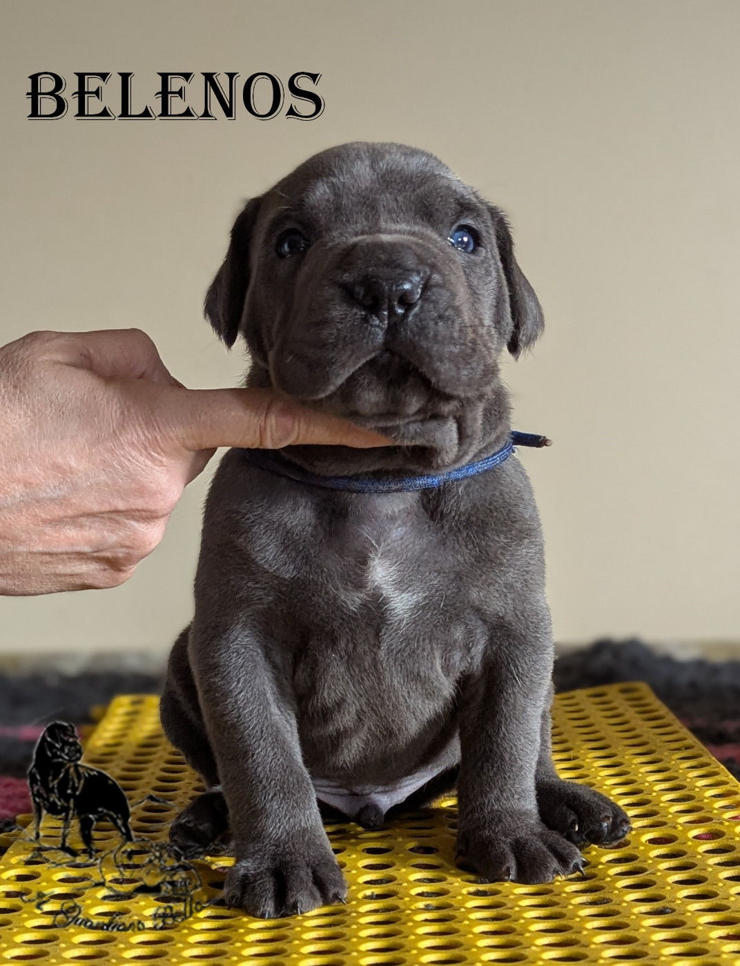Il Guardiano Bella - Chiots disponibles - Cane Corso