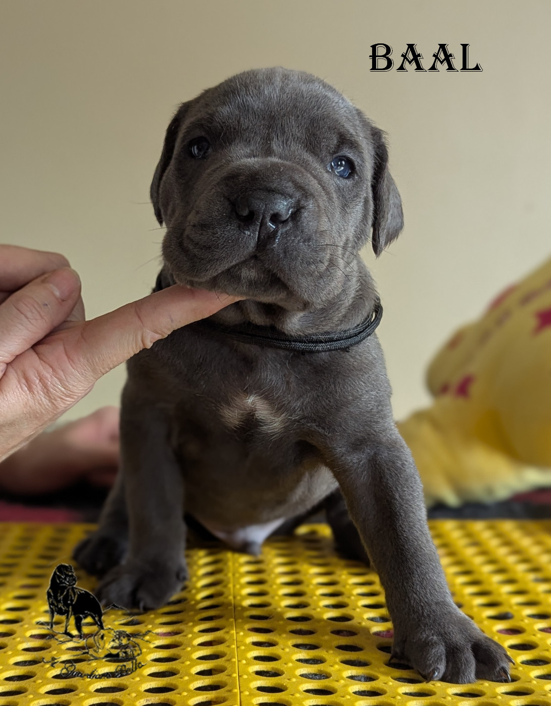 Il Guardiano Bella - Chiots disponibles - Cane Corso