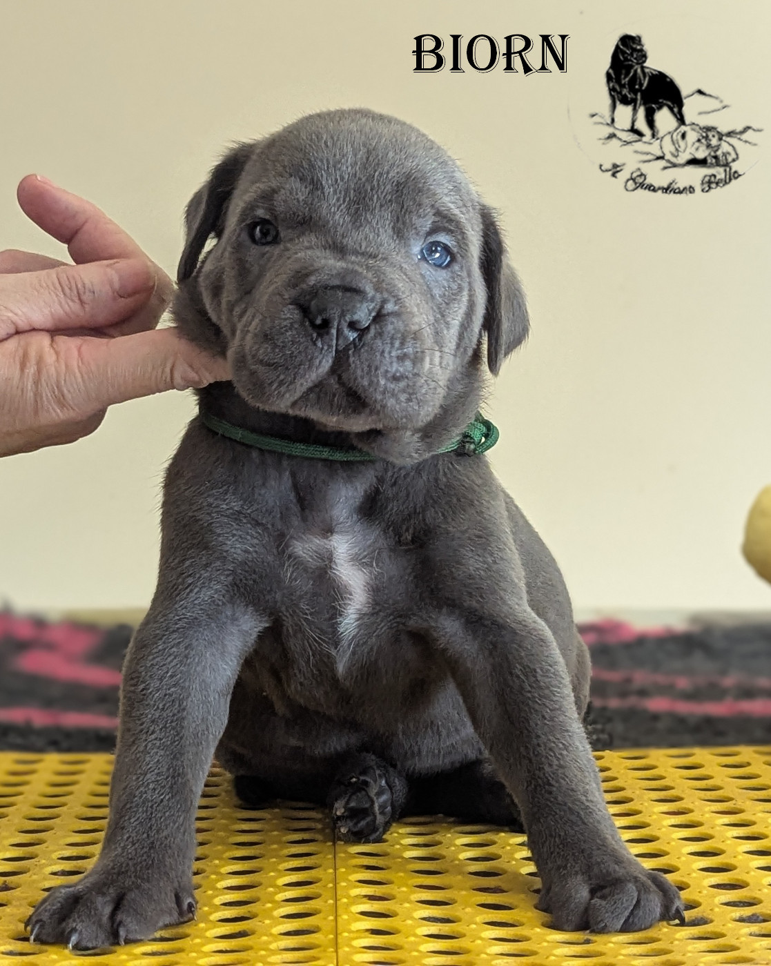 Il Guardiano Bella - Chiots disponibles - Cane Corso