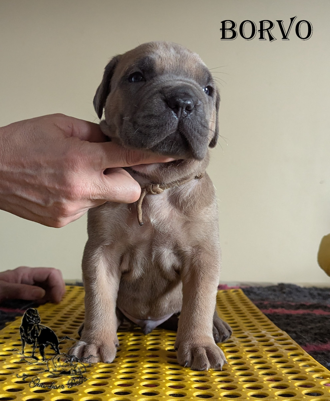 Il Guardiano Bella - Chiots disponibles - Cane Corso