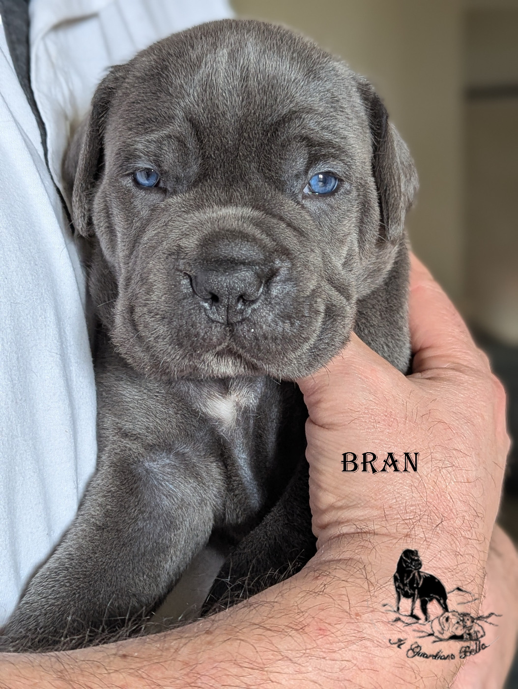 Il Guardiano Bella - Chiots disponibles - Cane Corso