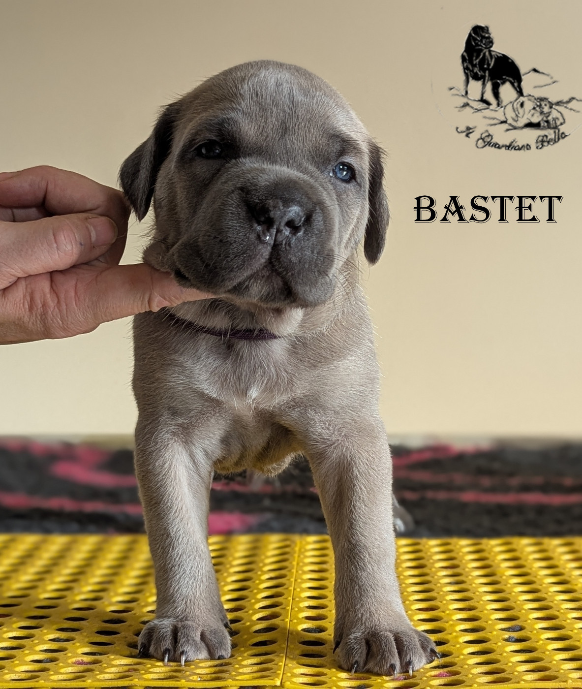 Il Guardiano Bella - Chiots disponibles - Cane Corso