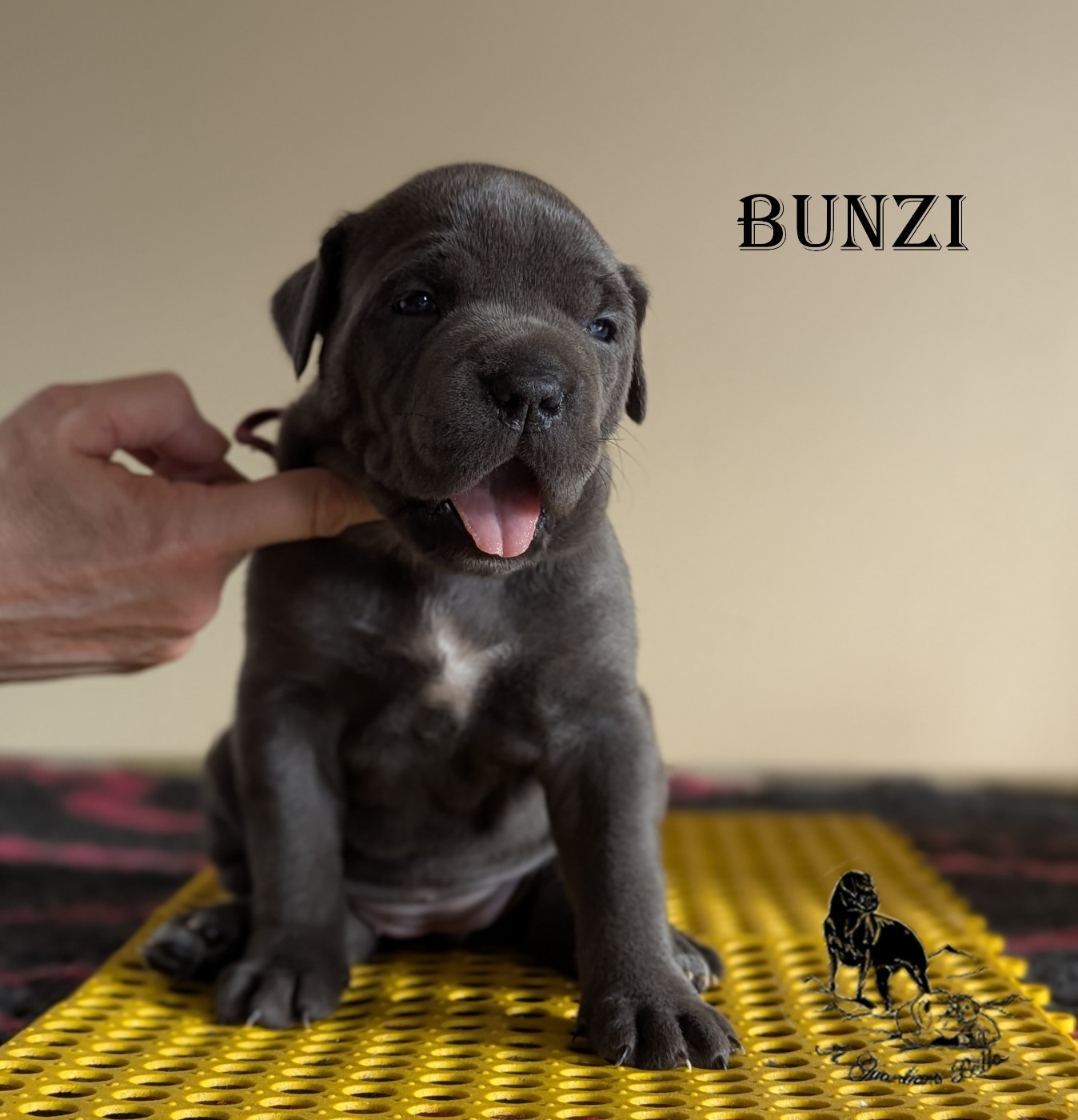 Il Guardiano Bella - Chiots disponibles - Cane Corso