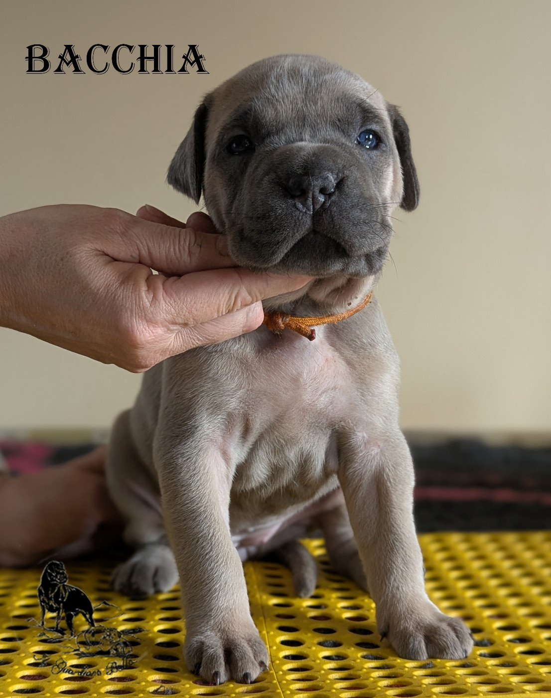 Il Guardiano Bella - Chiots disponibles - Cane Corso