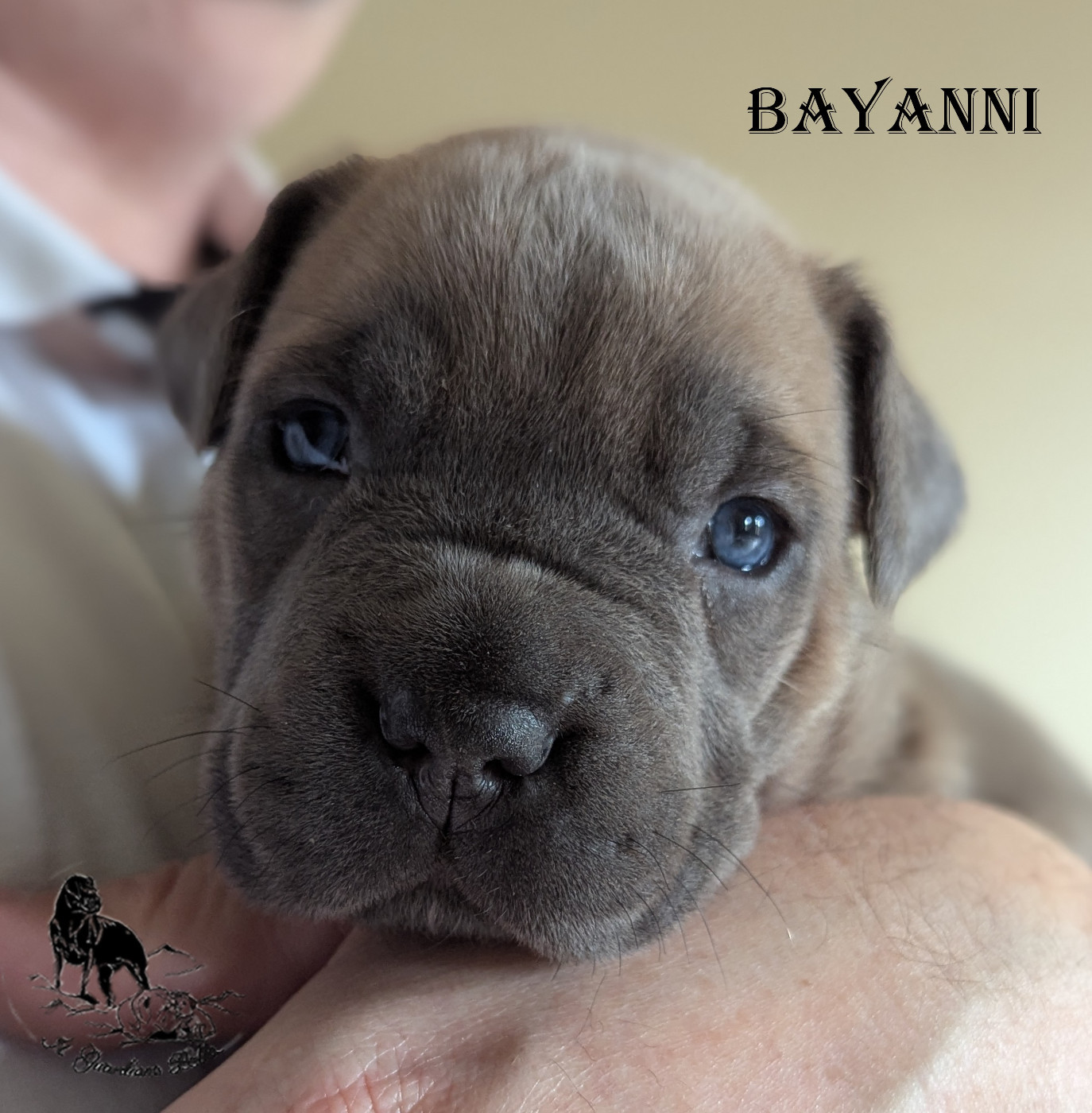 Il Guardiano Bella - Chiots disponibles - Cane Corso