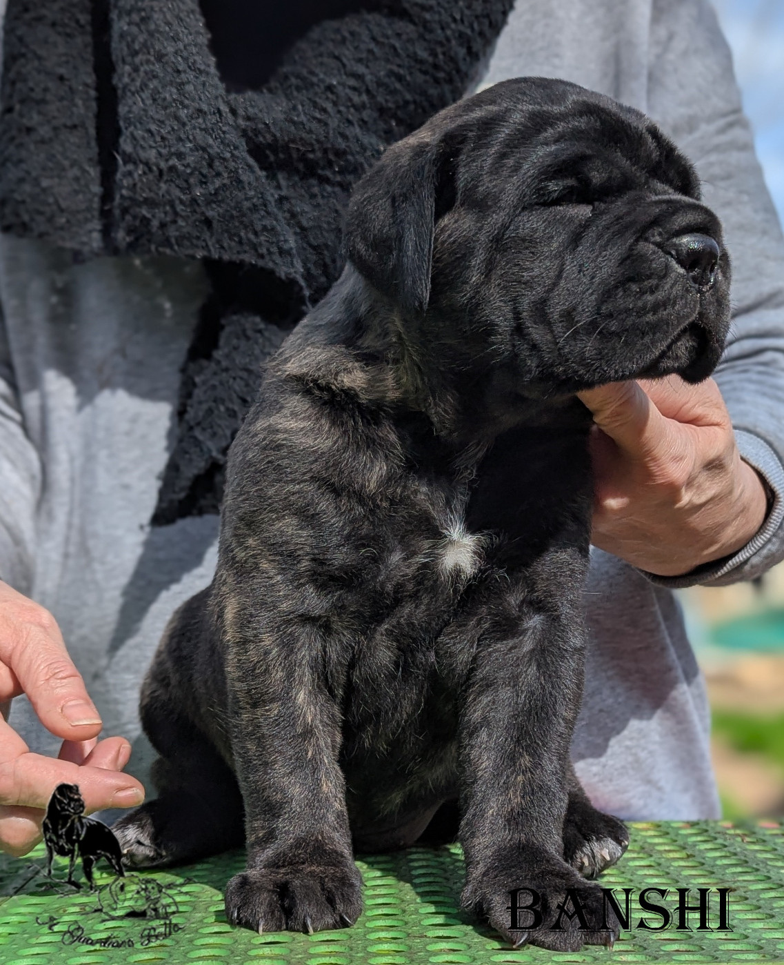 Il Guardiano Bella - Chiots disponibles - Cane Corso