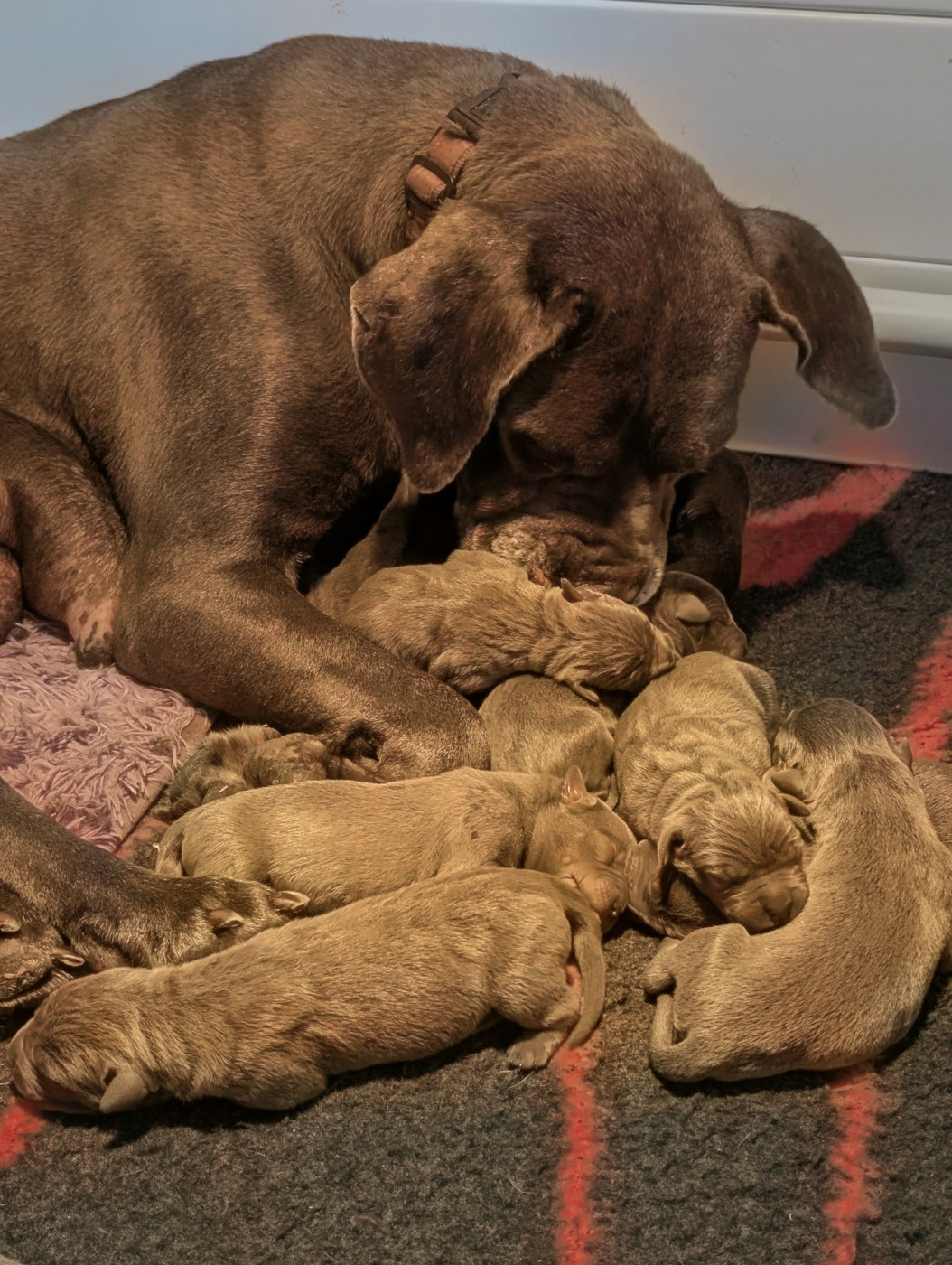 Chiot Cane Corso Il Guardiano Bella