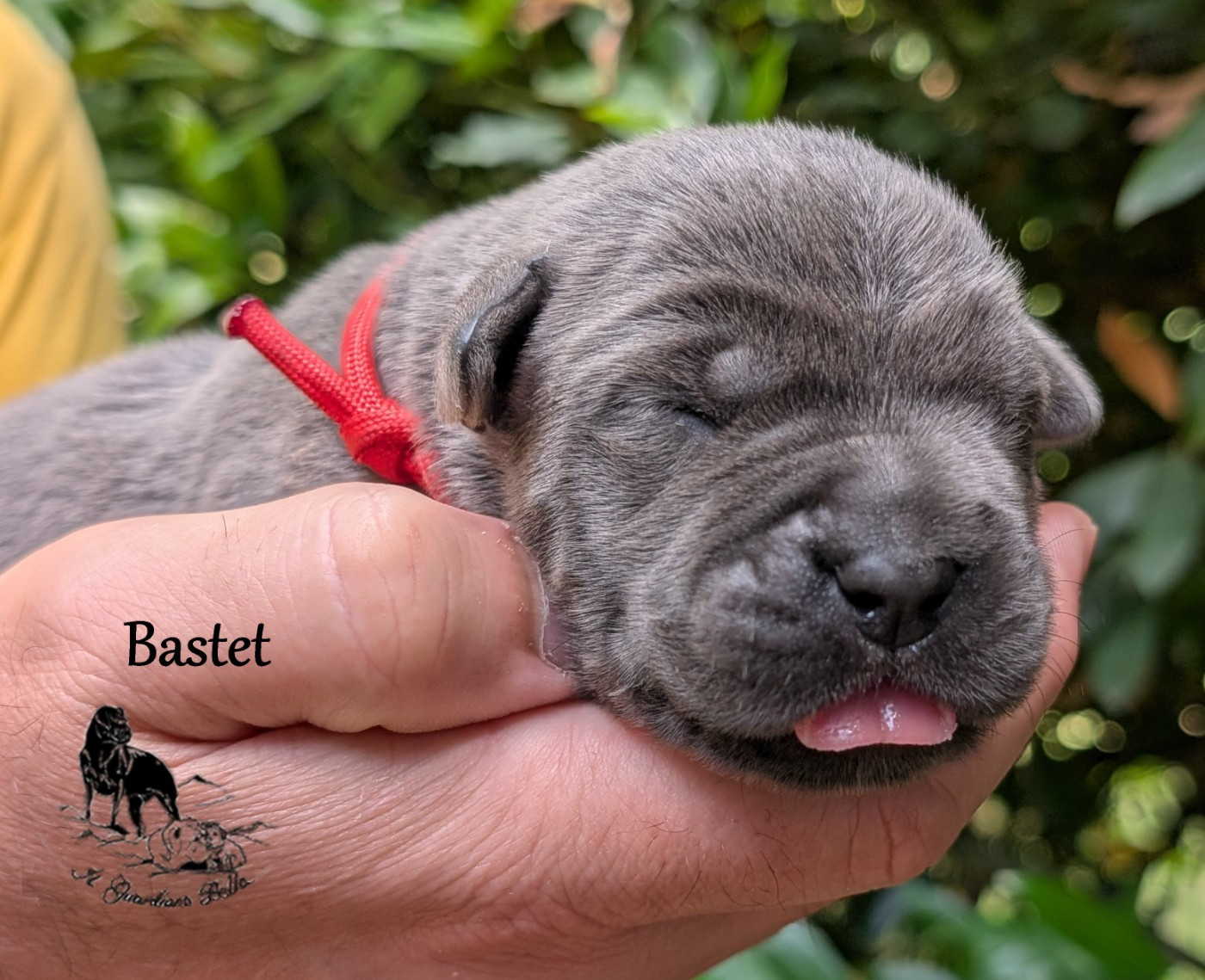 Il Guardiano Bella - Chiots disponibles - Cane Corso