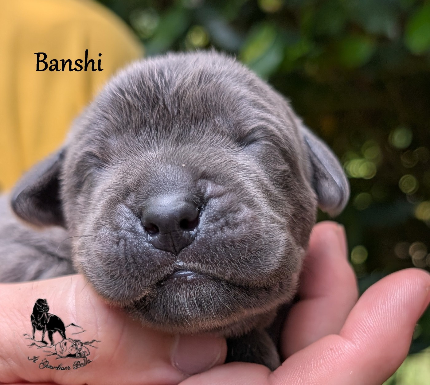Il Guardiano Bella - Chiots disponibles - Cane Corso