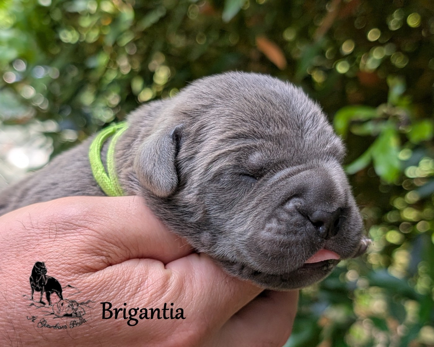 Il Guardiano Bella - Chiots disponibles - Cane Corso