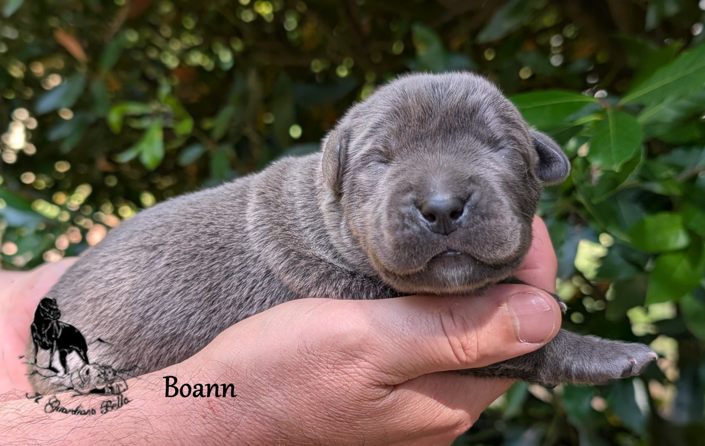 Il Guardiano Bella - Chiots disponibles - Cane Corso