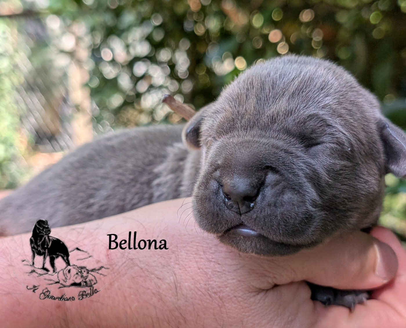 Il Guardiano Bella - Chiots disponibles - Cane Corso