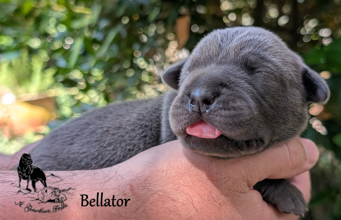 Il Guardiano Bella - Chiots disponibles - Cane Corso