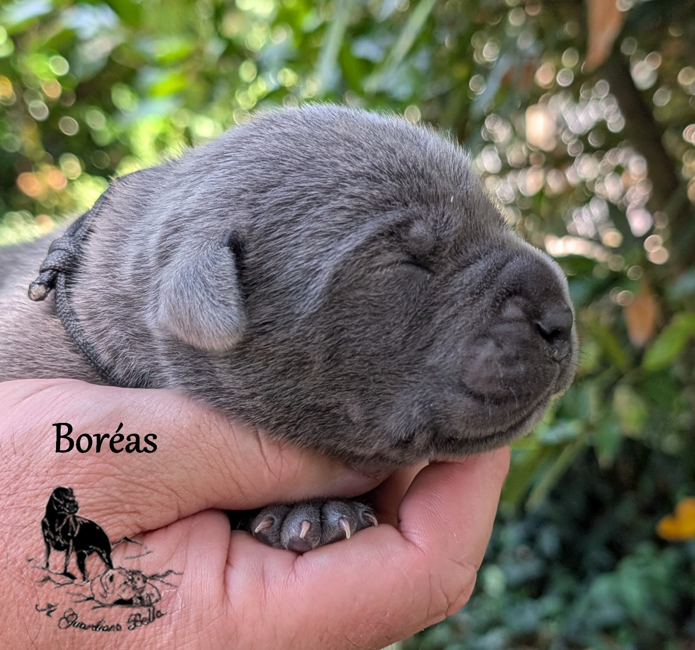 Il Guardiano Bella - Chiots disponibles - Cane Corso