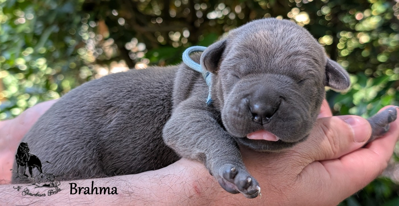 Il Guardiano Bella - Chiots disponibles - Cane Corso