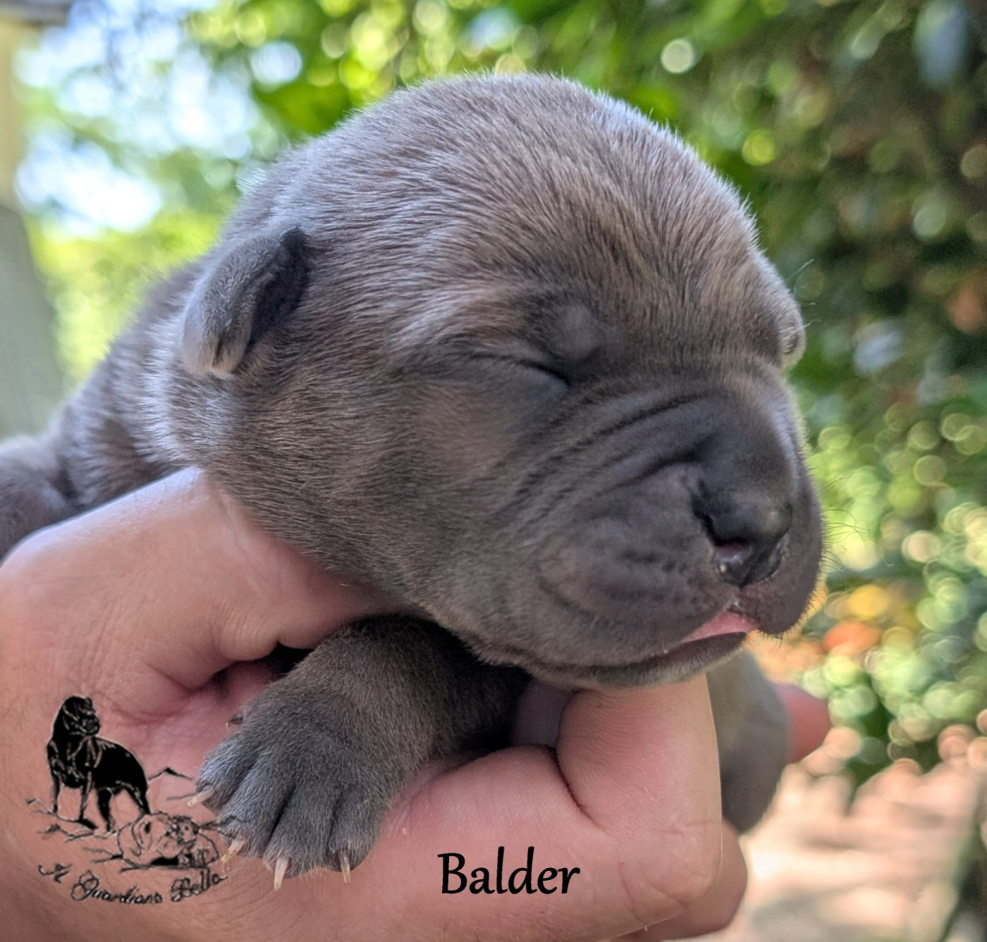 Il Guardiano Bella - Chiots disponibles - Cane Corso