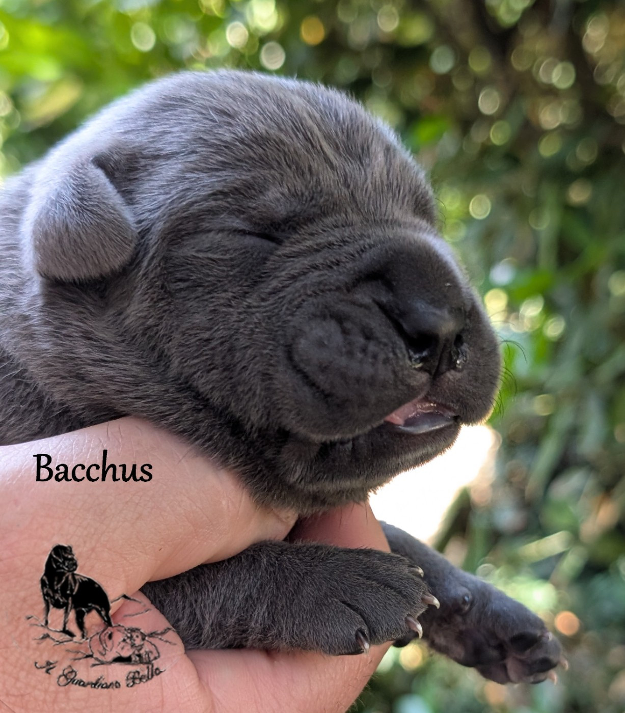 Il Guardiano Bella - Chiots disponibles - Cane Corso