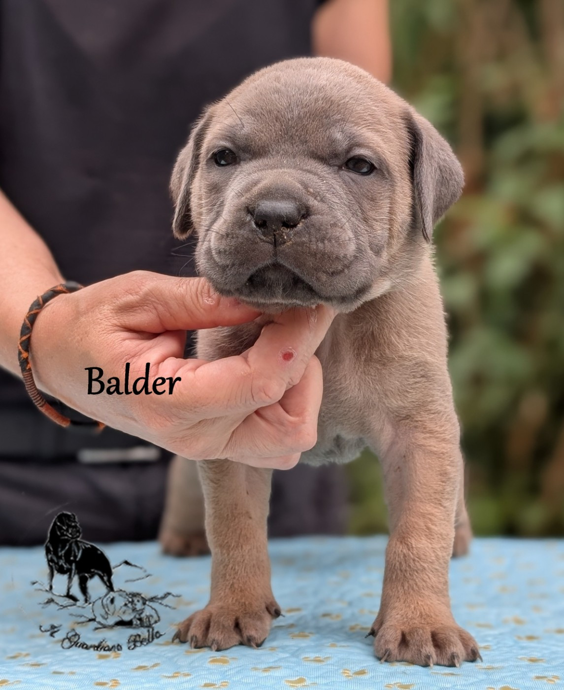 Il Guardiano Bella - Chiots disponibles - Cane Corso