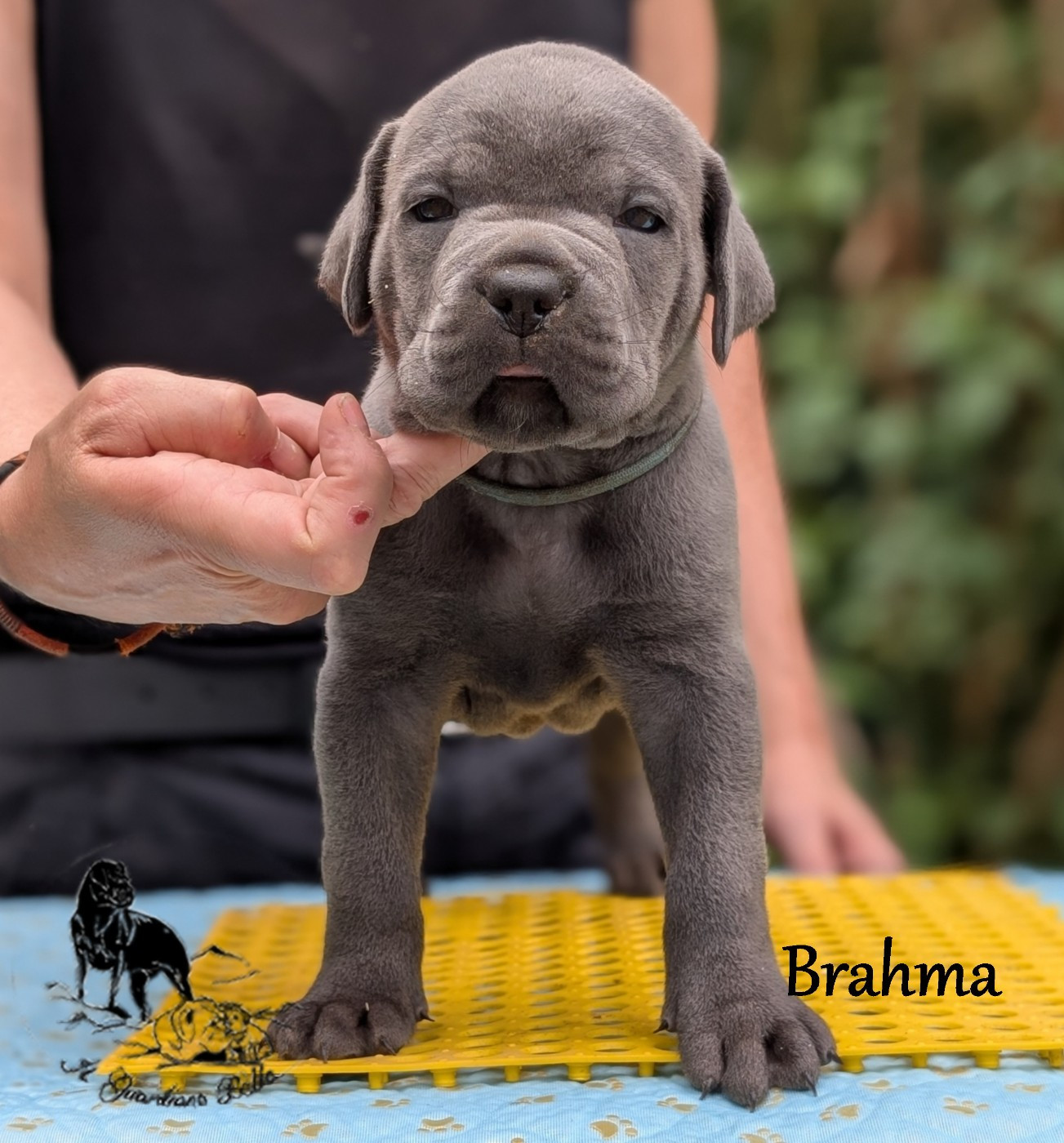 Il Guardiano Bella - Chiots disponibles - Cane Corso