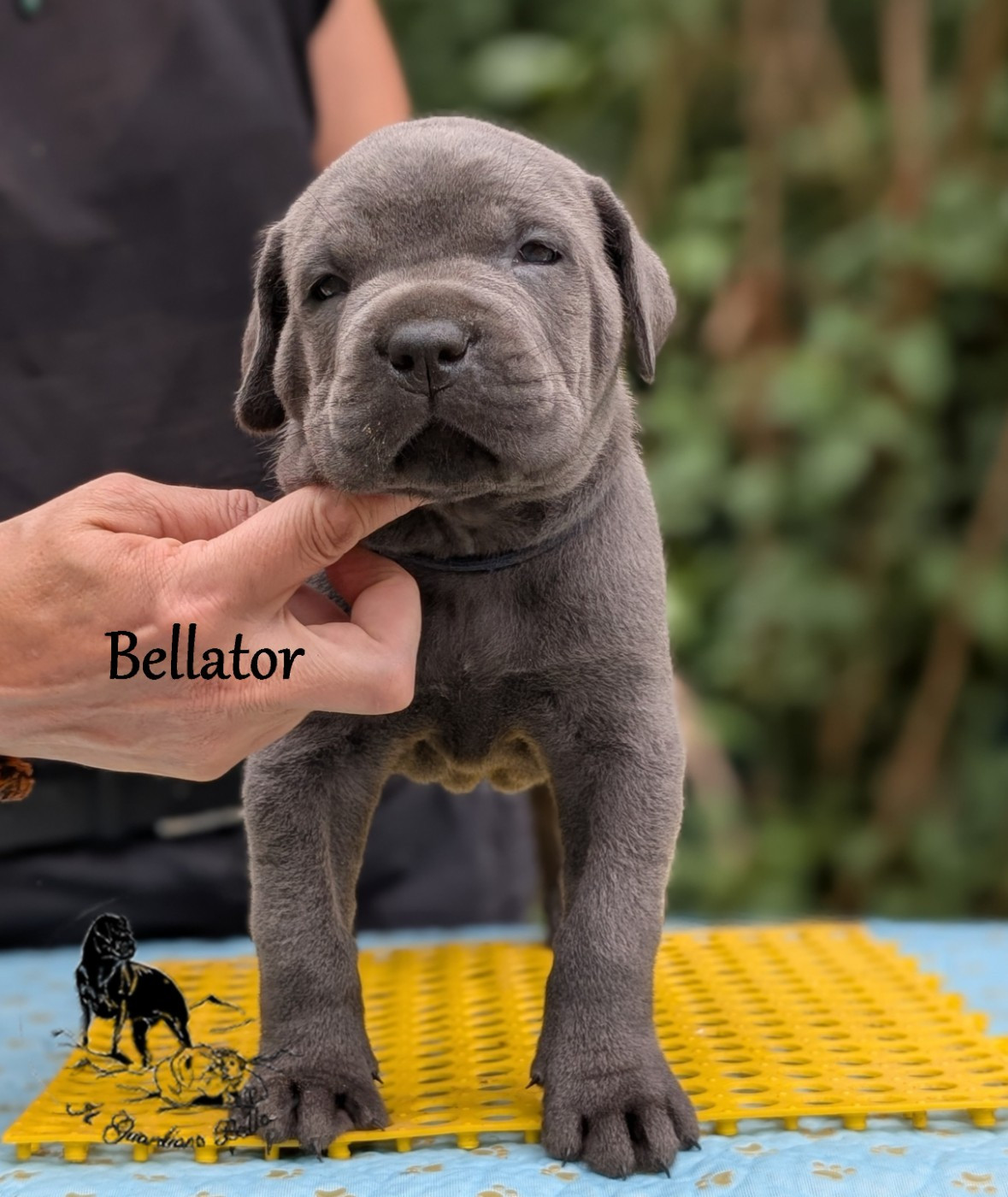 Il Guardiano Bella - Chiots disponibles - Cane Corso