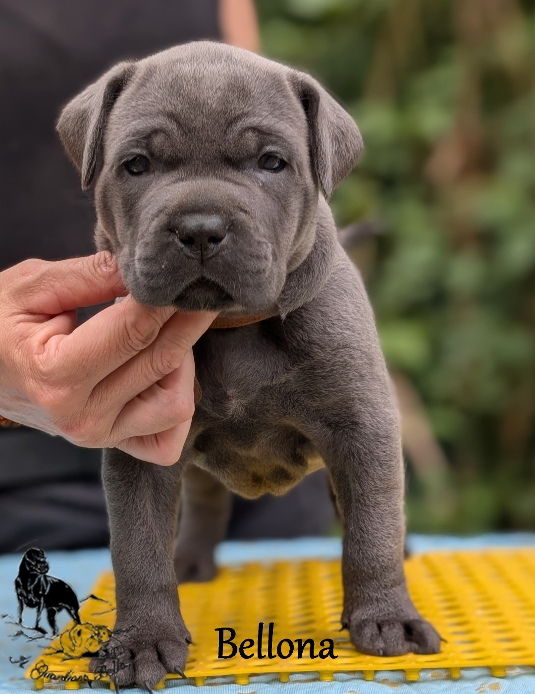 Il Guardiano Bella - Chiots disponibles - Cane Corso