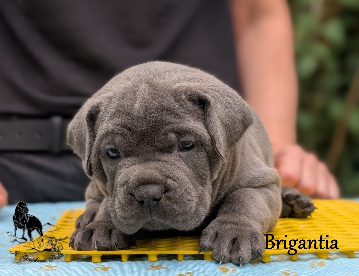 Il Guardiano Bella - Chiots disponibles - Cane Corso