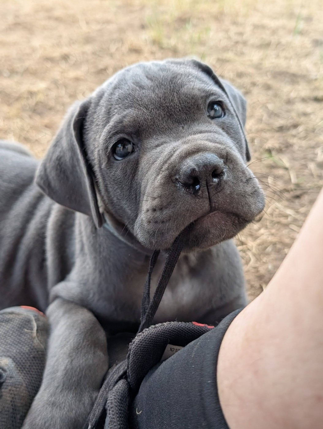 Il Guardiano Bella - Chiots disponibles - Cane Corso