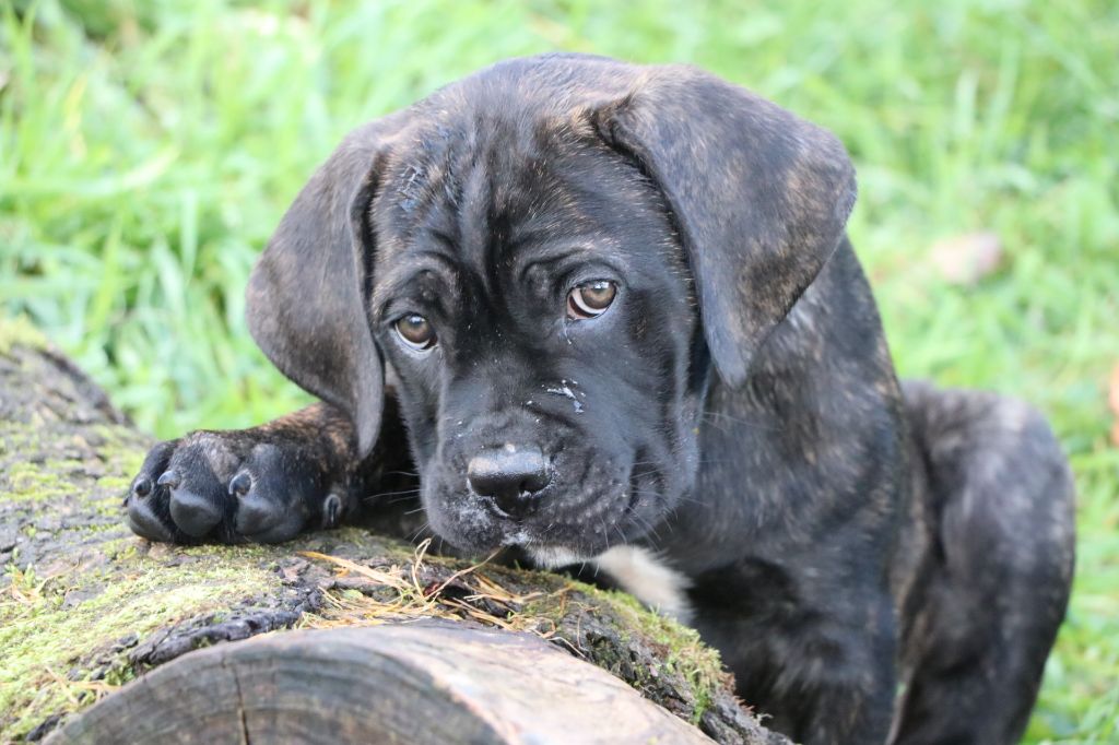 Il Guardiano Bella - Cane Corso - Portée née le 19/09/2019