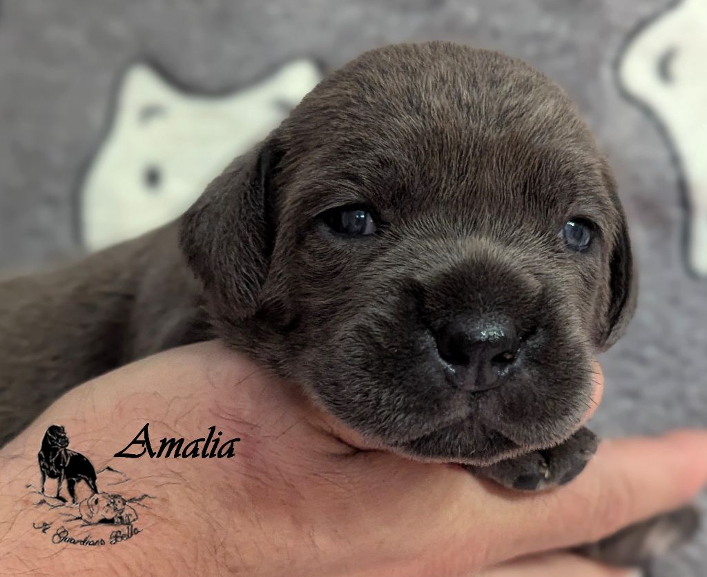 Il Guardiano Bella - Chiots disponibles - Cane Corso