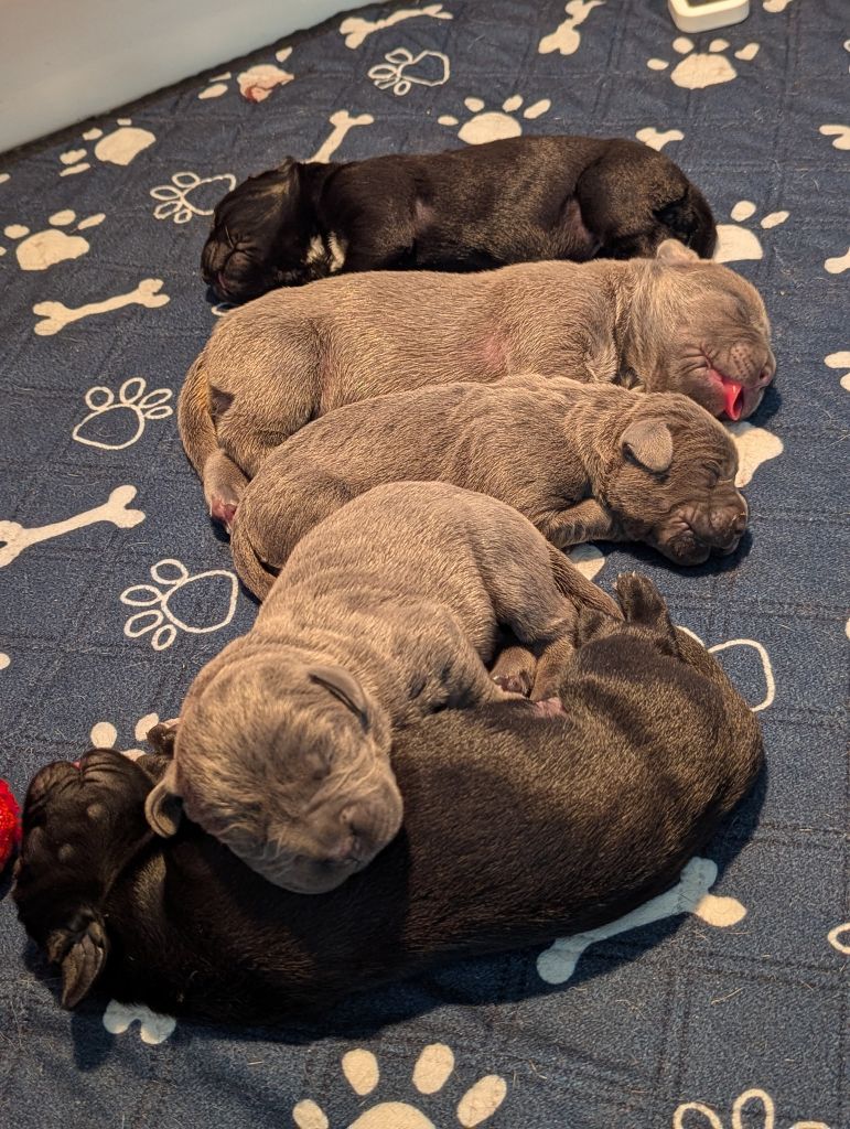 Chiot Cane Corso Il Guardiano Bella