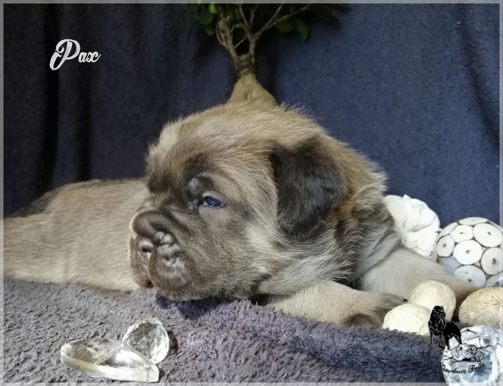 Il Guardiano Bella - Cane Corso - Portée née le 29/01/2019